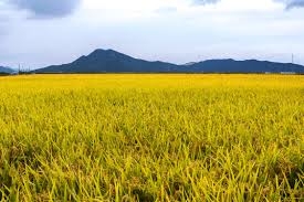 Kiên quyết không để ruộng lúa bị bỏ hoang do mưa lũ bất thường