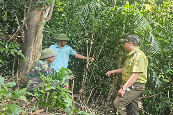 Tiềm năng từ những mô hình kinh tế dưới tán rừng