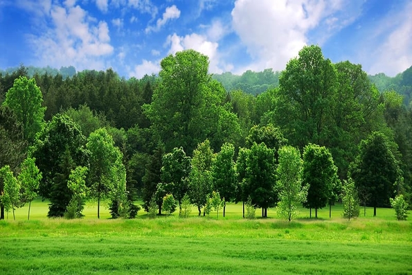 Tổ chức WWF tài trợ hơn 114,8 tỉ đồng thực hiện các giải pháp thuận thiên trong lĩnh vực lâm nghiệp và môi trường