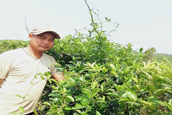 Triển vọng với mô hình trồng cây dây thìa canh