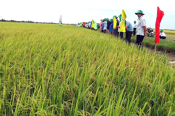 “Dệt” những mùa vàng