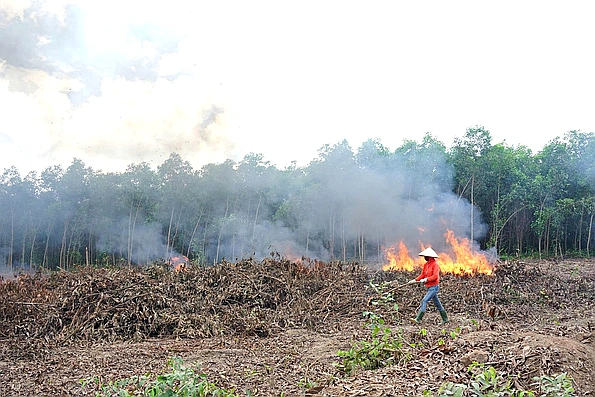 “Trồng rừng không đốt” để phát triển rừng bền vững