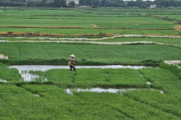 Nông dân lo lắng khi giá phân bón liên tục tăng cao