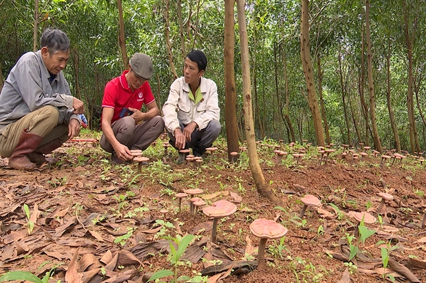Triển vọng từ trồng nấm linh chi đỏ dưới tán rừng