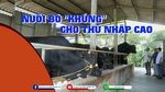 Nuôi bò “khủng” cho thu nhập cao