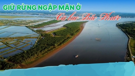 Giữ rừng ngập mặn ở cù lao Bắc Phước
